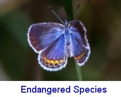 Endangered, threatened and special concern species habitat analysis and surveys. Phase 2 bog turtle survey in Hudson Valley, with bog turtle captures. karner blue butterfly.