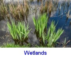 Wetland delineation, assessment, mapping, mitigation planning and construction. Wetland plants.