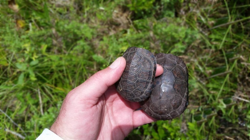 Endangered, threatened and special concern species habitat analysis and surveys. Phase 2 bog turtle survey in Hudson Valley, with bog turtle captures.